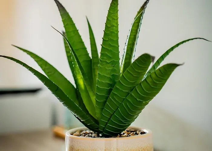 게스트하우스 Casa Coco