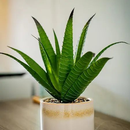 Vendégház Casa Coco